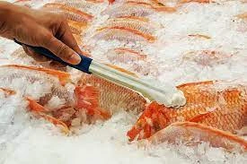 Fresh Tined Fishes / Prawns